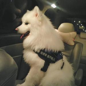 美国摘花助攻出血
