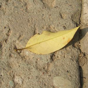 伊朗做爰XXXⅩ性视频
