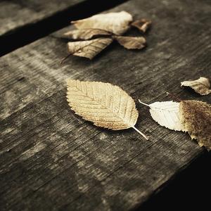 伊朗做爰XXXⅩ性视频
